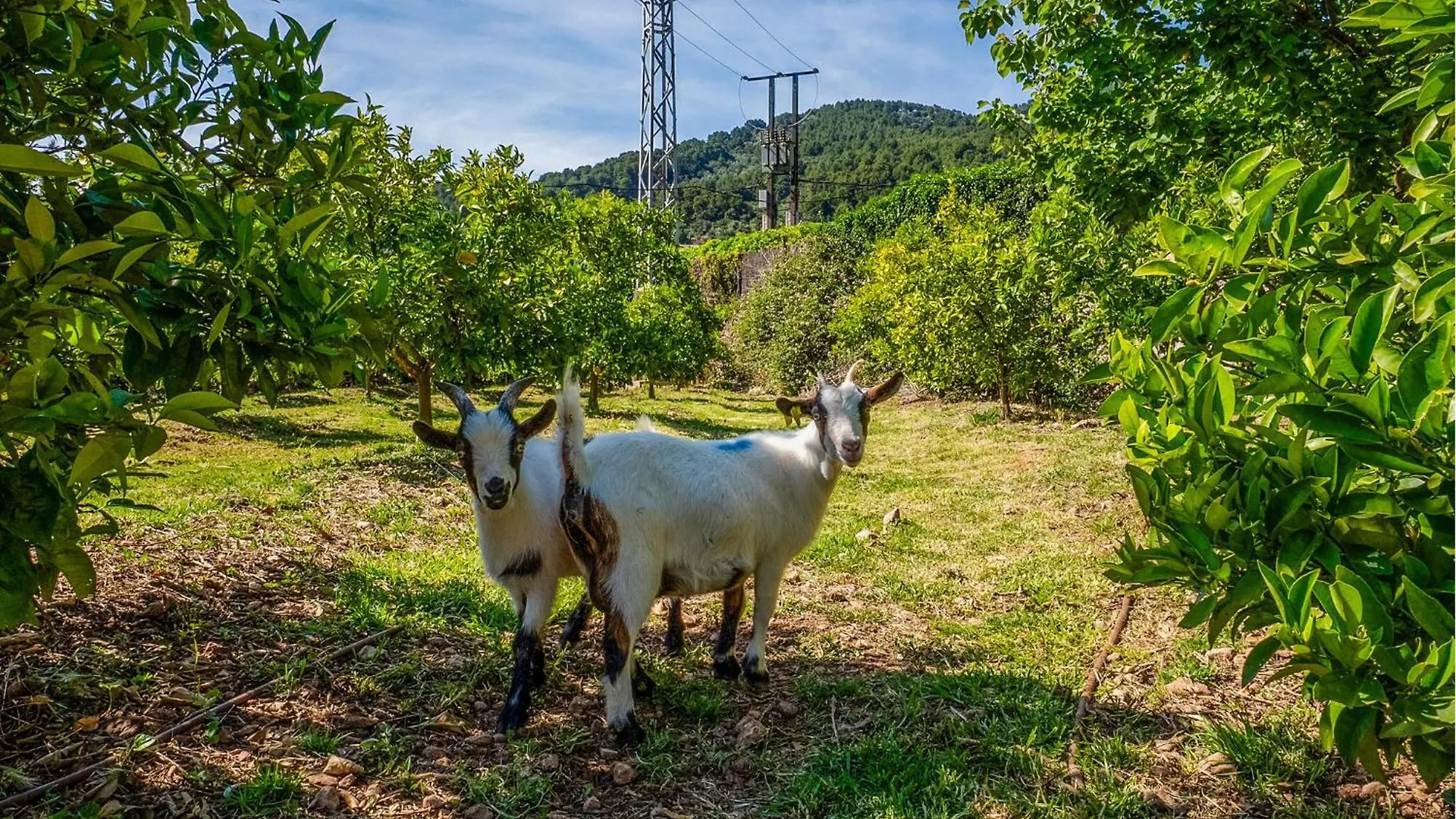 Can Sivella Groc Sóller Ferienhaus