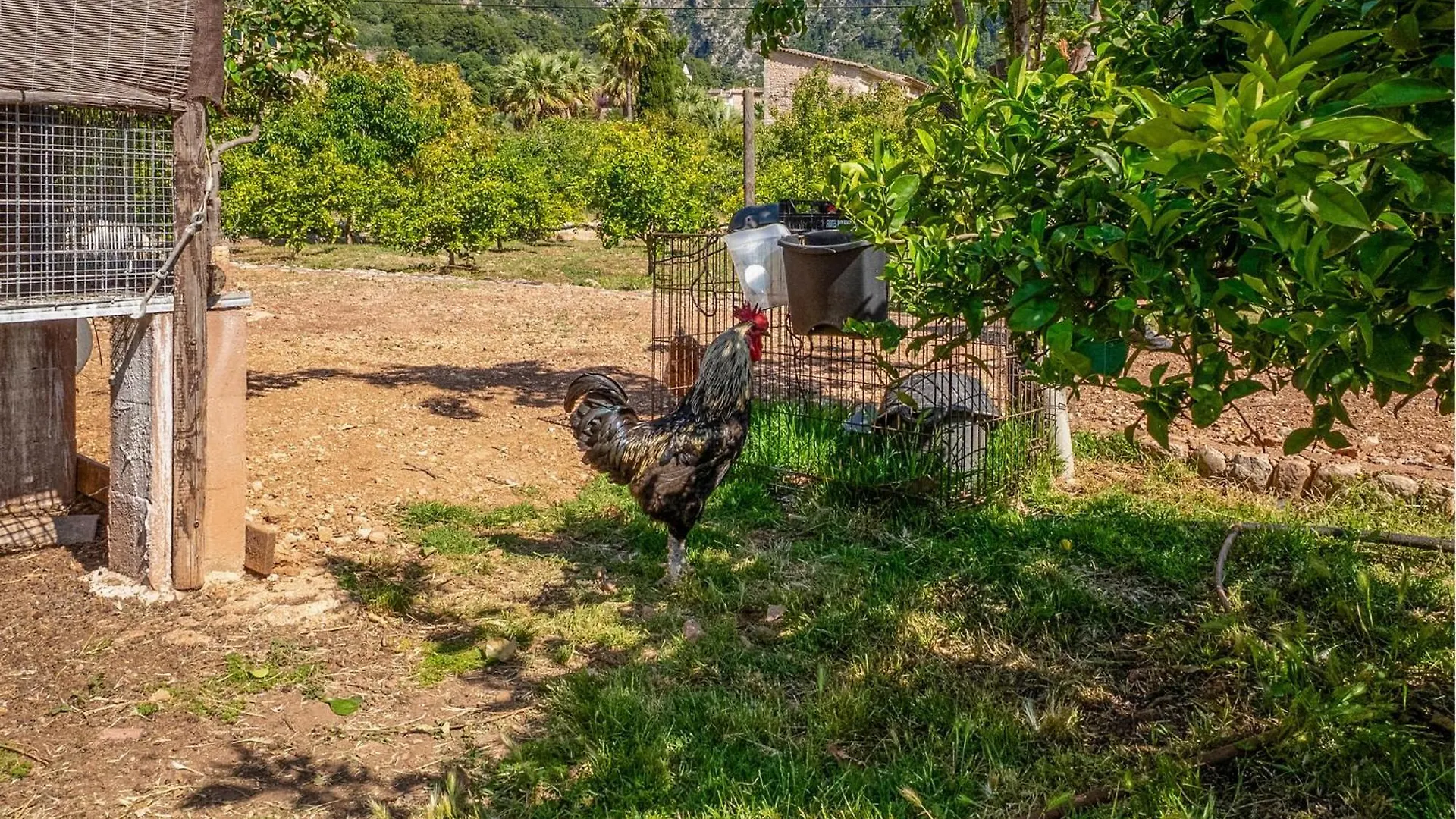 Can Sivella Groc Sóller
